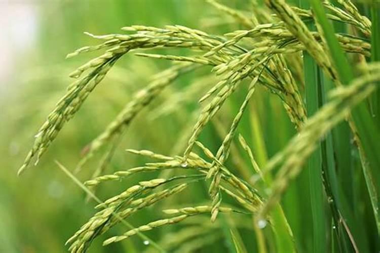 磷肥过量怎么补救