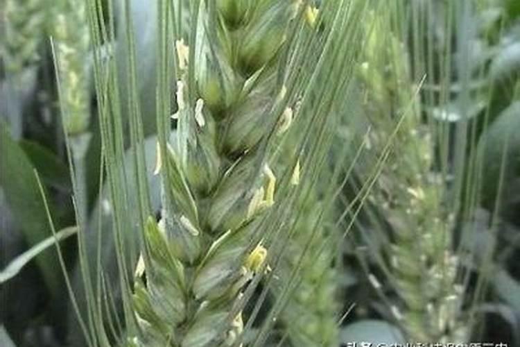 小麦上喷施硼肥有什么好处？拔节孕穗期喷2次,籽粒饱满能增产