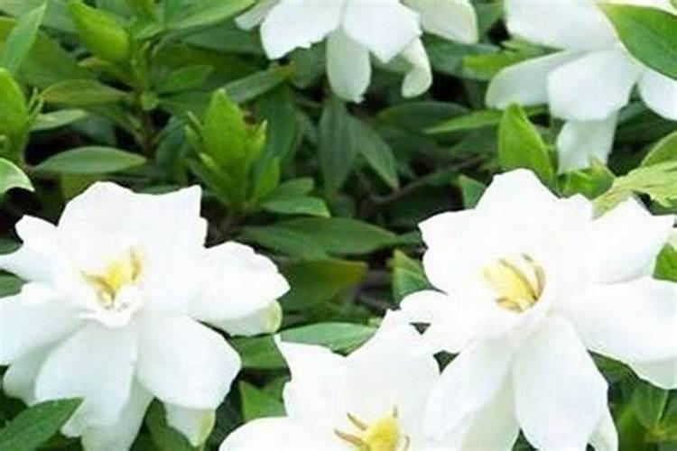 泡沫箱能种菜吃吗？