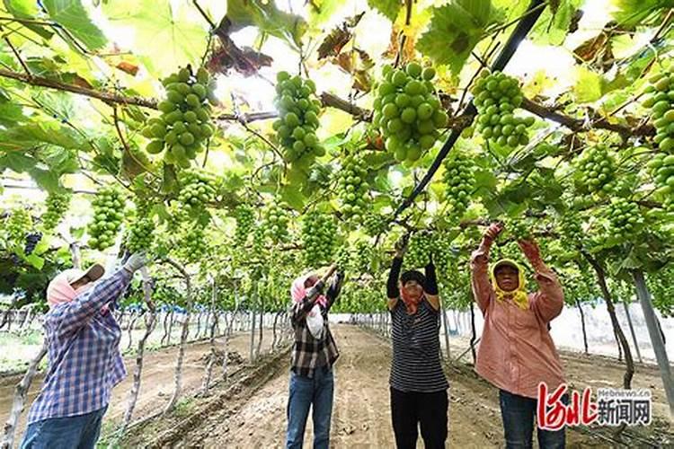 一亩新葡萄田施磷肥300斤行吗