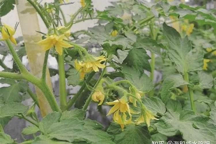 摘完桃子后桃树怎么管理(桃树摘果后喷药施肥管理技术)