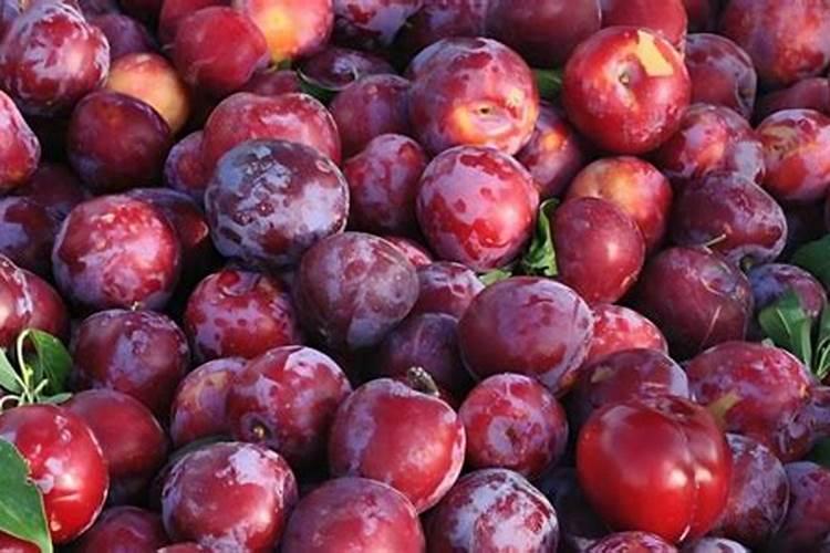 怎样给叶子喷钙