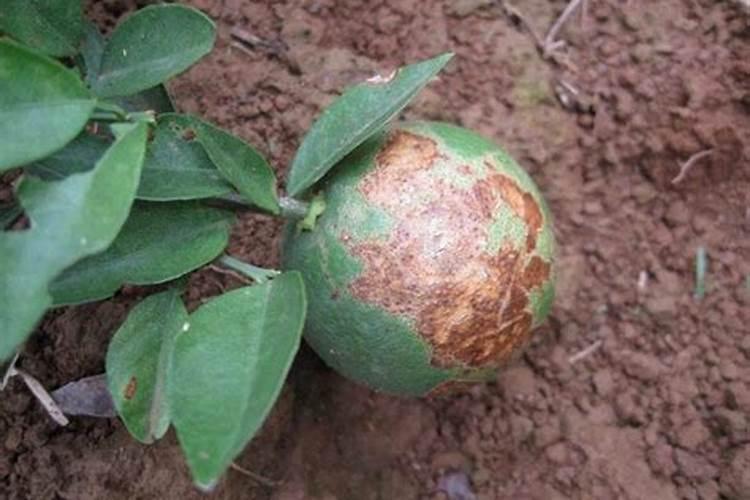 春季柑橘琳树发芽前可以喷施硼肥吗？