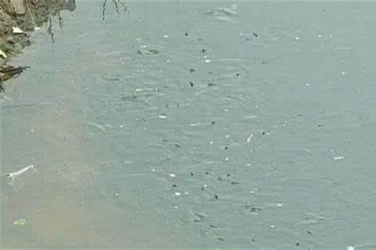 氨氮亚硝酸盐超标最简单的处理方法