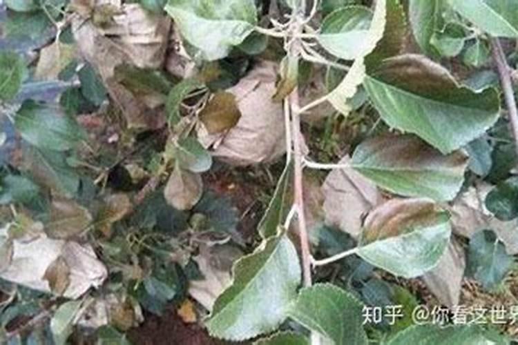 叶面肥浓度高了会烧叶子吗