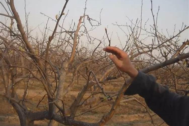 梨树硼肥能不能根浇灌呢？