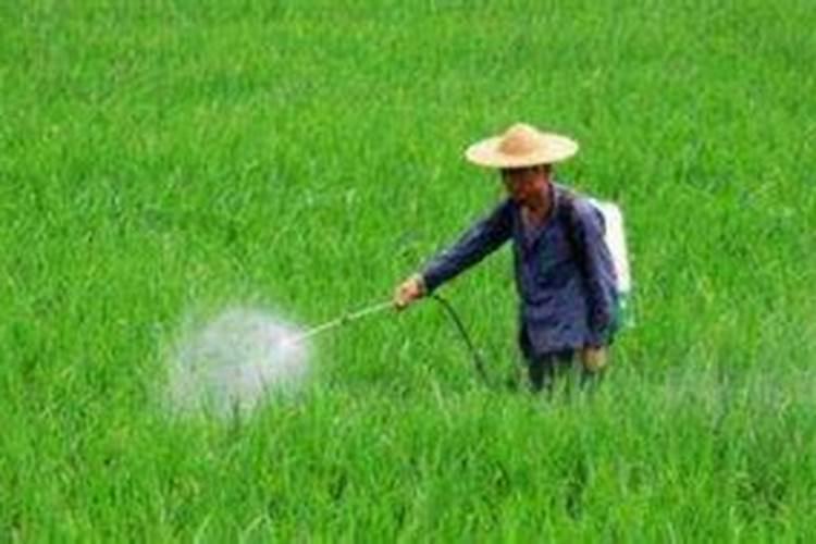 黑坑工程鲫用什么味型小药好