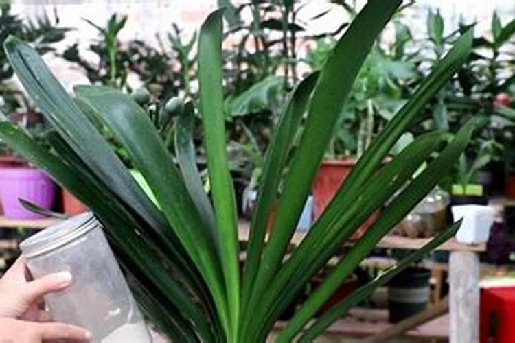 10片叶子的君子兰还有4根根须能成活吧？