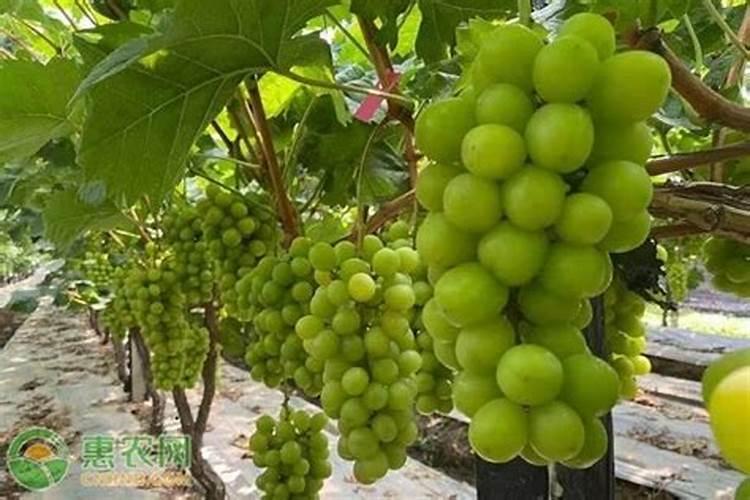 阳光玫瑰钾肥高了会软果吗