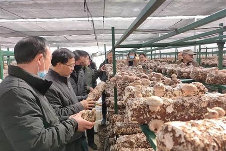 兰灵王能和兰花专用肥一块用吗