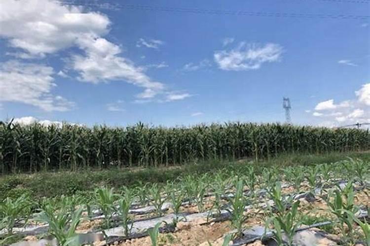 山东的糯玉米在什么温度下适宜种植？