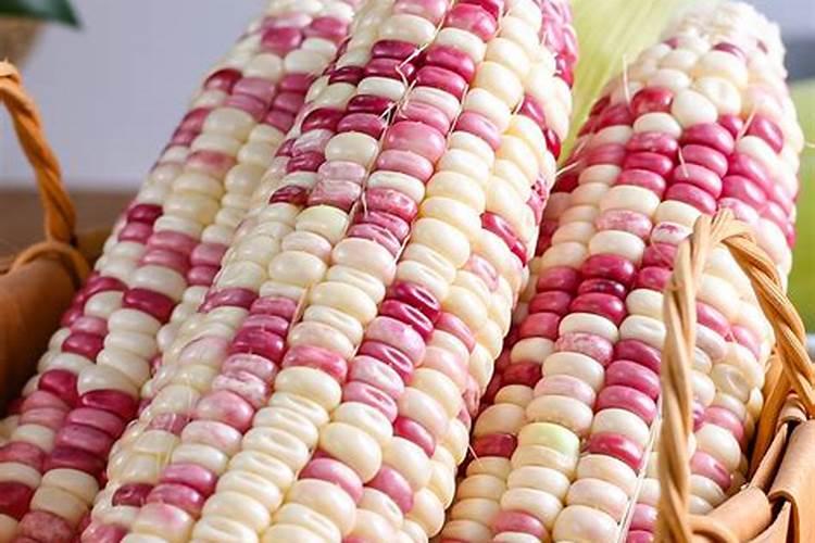 糯玉米长3个棒子用掰吗