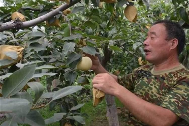 桃子增甜打什么药