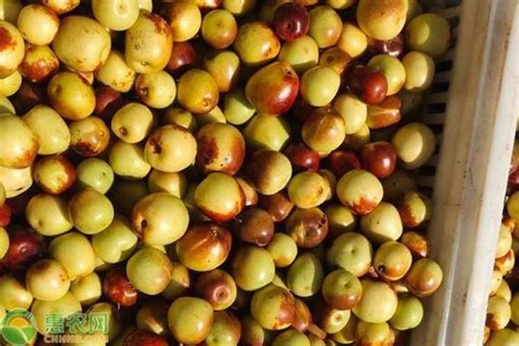 冬枣什么时候施硝酸钾最好？