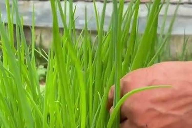 含钾肥高的有机肥有哪些