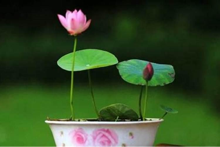 碗莲追肥用什么肥料好