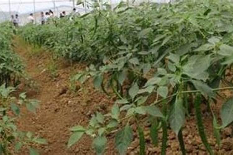 辣椒苗种下后,怎么施肥与浇水