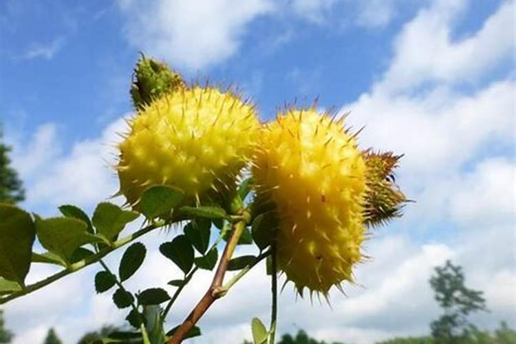 什么时候梨树施肥用微量元素