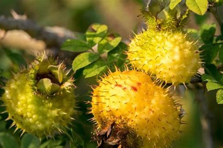 如何在梨树花前施肥？