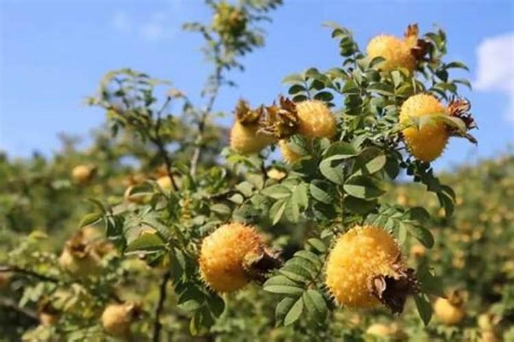 刺梨亩产量多少公斤