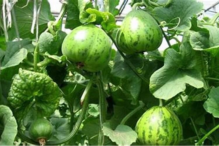 意大利生菜种植方法