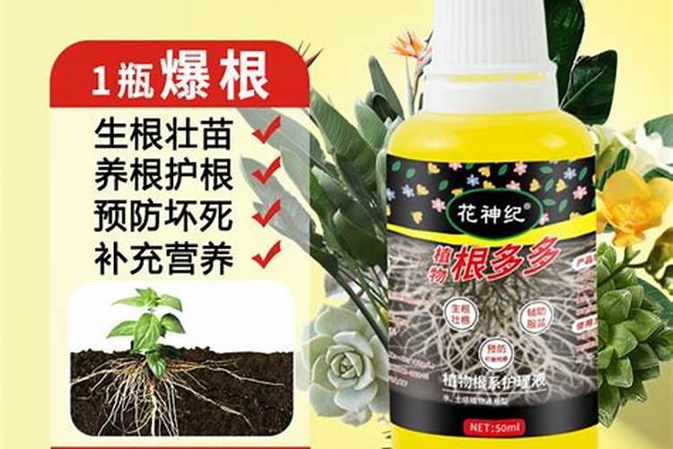 前几天在网上买了一个百合花种球,里面送了一包快速生根粉,那怎么用