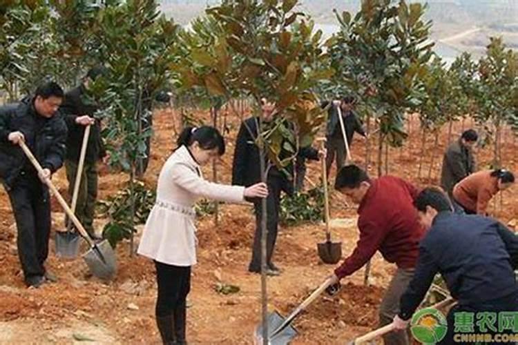 葡萄增产哪个水溶肥好？掌握施肥方案