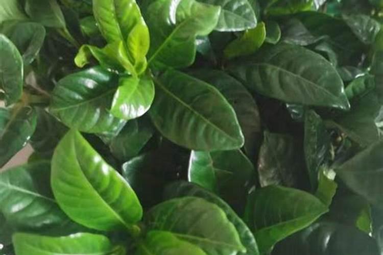 栀子花养不好,去年掉花苞,到现在长这样,叶子要发黄了。为什么呢？也浇醋...