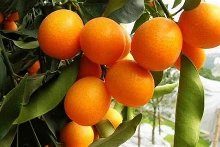 金桔用什么肥料