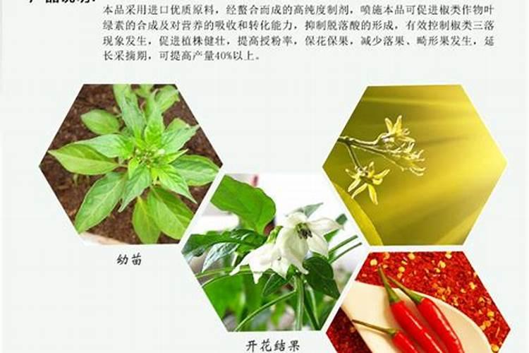 辣椒结果期用什么水溶肥效果好？辣椒膨大期专用叶面肥？