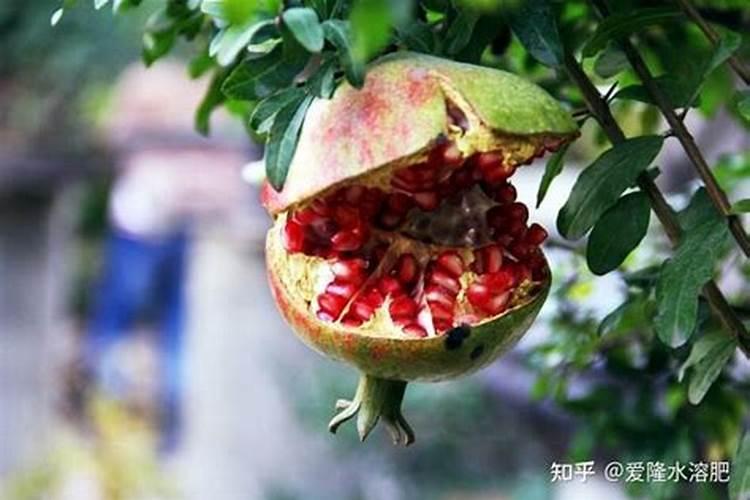 石榴防裂最简单的方法