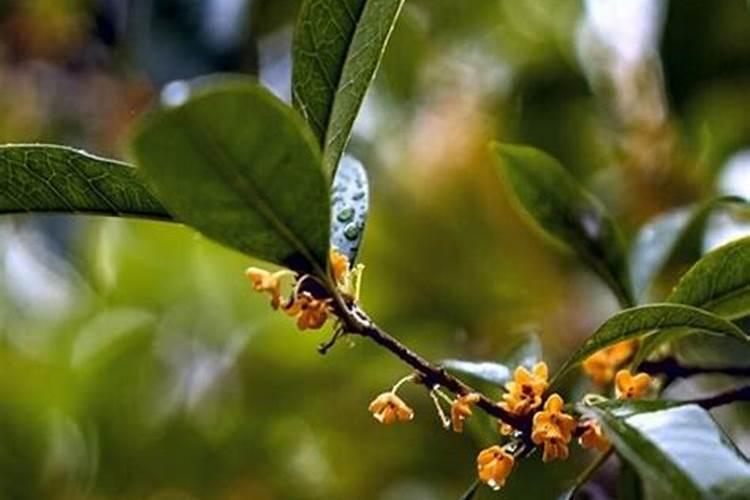 桂花树一般都使用什么叶面肥