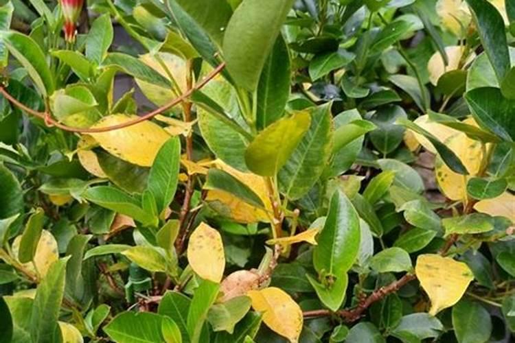 因雨水大出现黄苗黄叶能打叶面肥吗