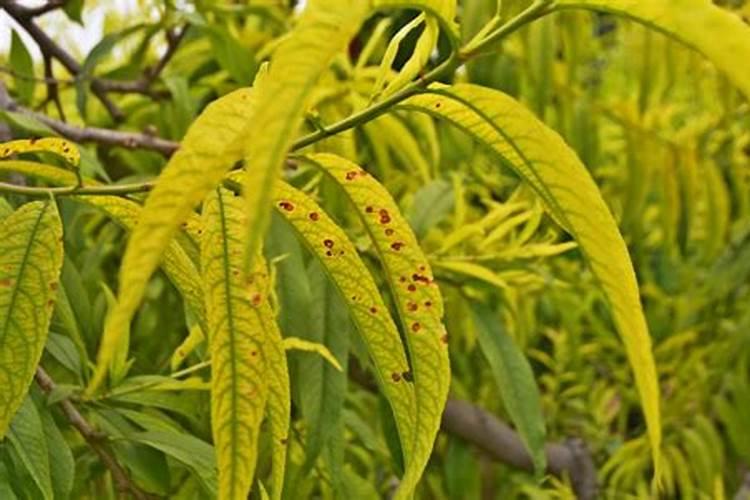 桂花树一般都使用什么叶面肥