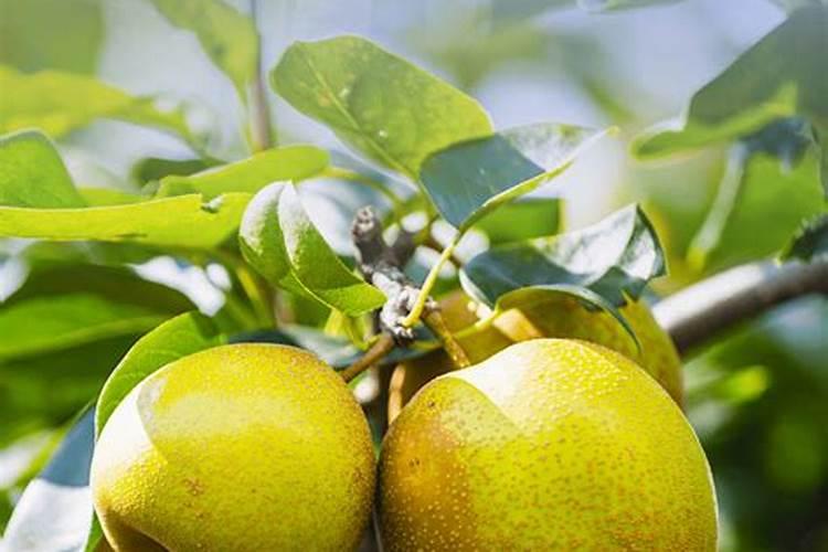 脆冠梨秋季摘果落叶开花什么原因,怎么处理