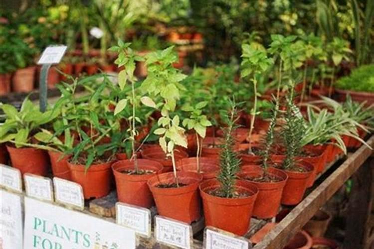 芸苔素拌小麦种子100斤用多少