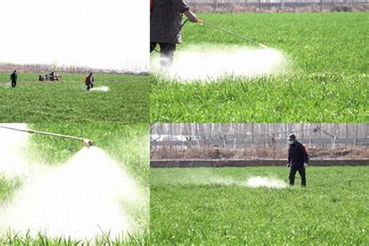 水稻苗不生新根怎么办