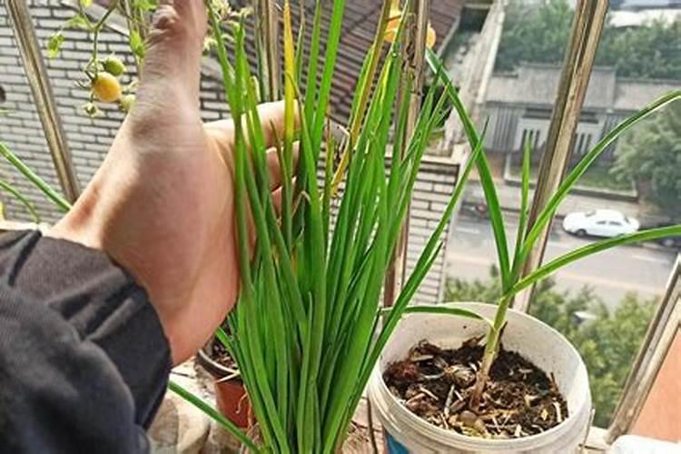 大葱增收高产怎么施肥？用什么肥效果好