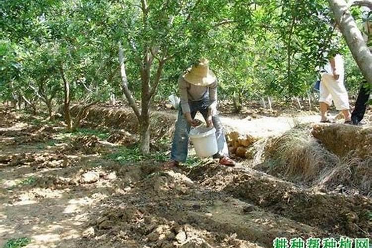 对石榴树施肥50斤水放多少钾肥？