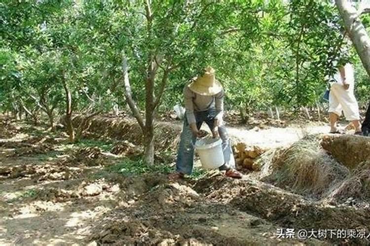 生产一百斤石榴需要多少氮磷钾肥