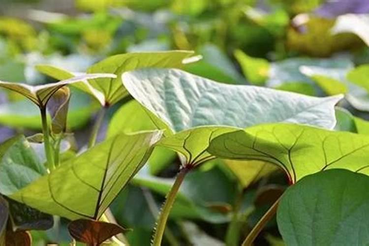 红薯两个月用什么肥料