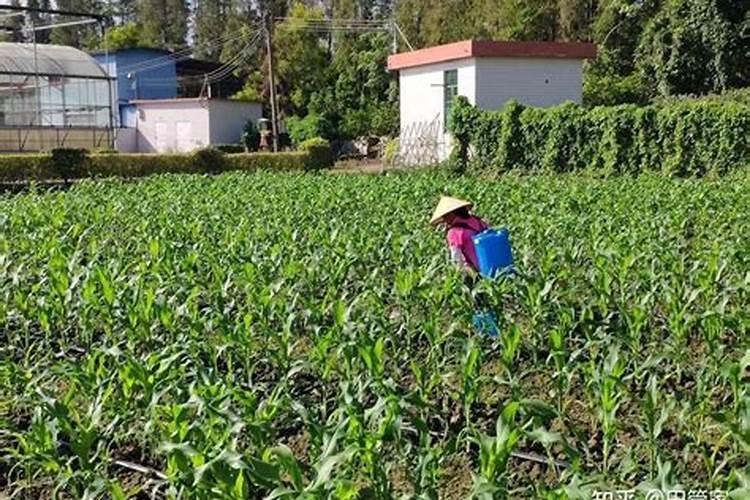 玉米开花期施什么肥好