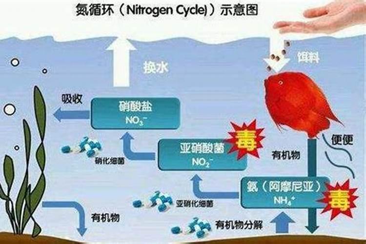 鱼缸氨气如何去除