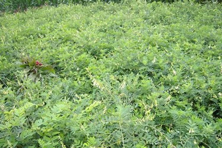 黄芪如何种植技术