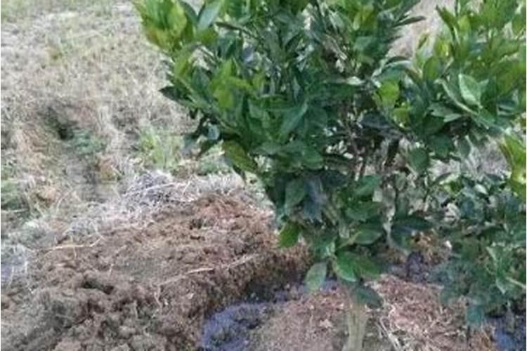 柑橘树冬天施肥有用吗