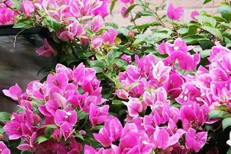 颗粒状的平衡型水溶肥有哪些