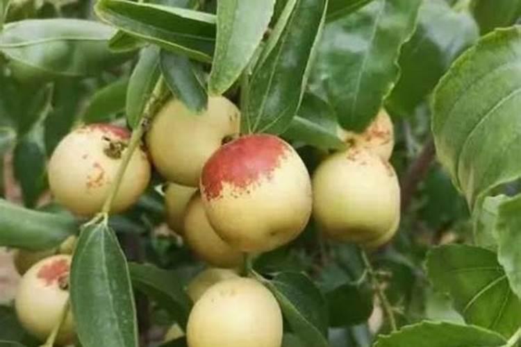 冬枣喷施钙肥有哪些作用,如何选择钙肥