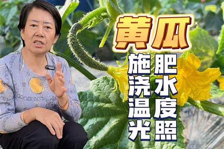 黄瓜常期冲硅肥有什么作用