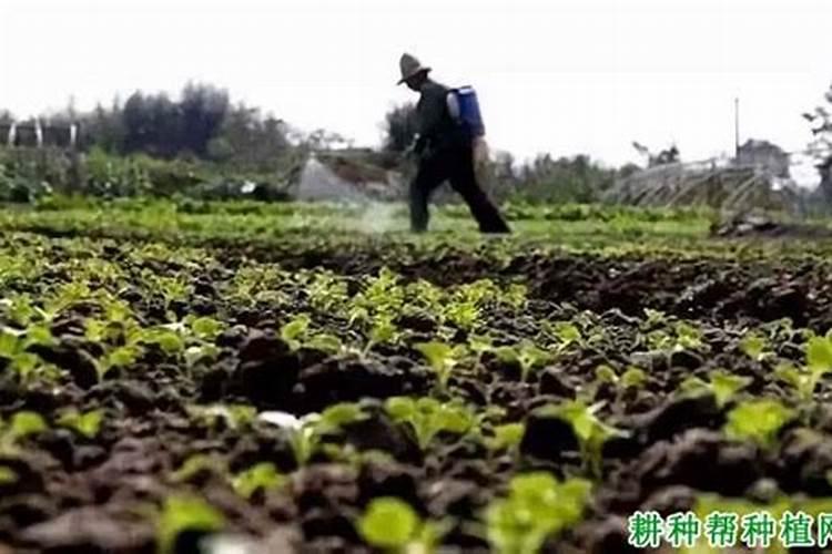 脐橙有哪些专用肥 如何进行施肥