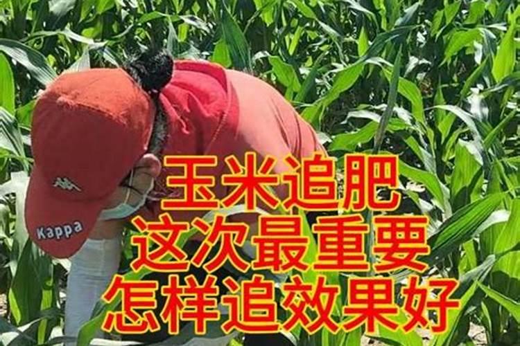 玉米水溶肥的使用方法